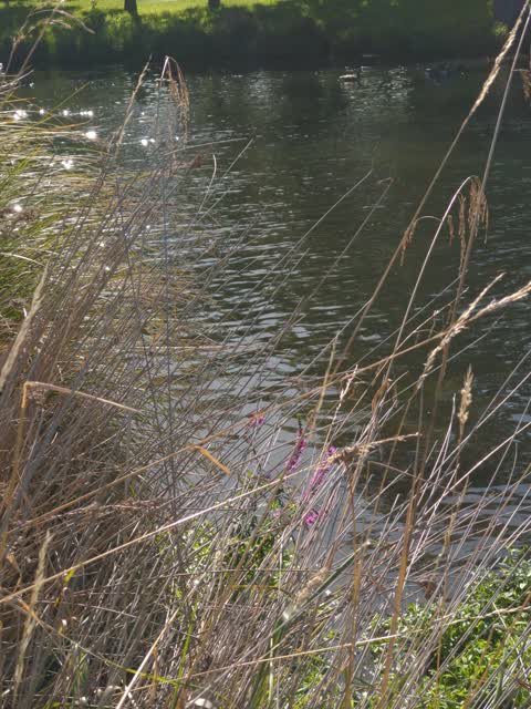 Parks, a report photo