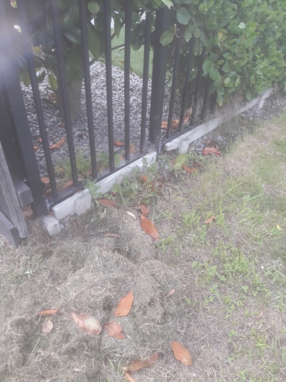 The photograph attached to this parks report