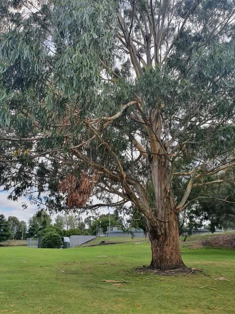 Parks — a report photo