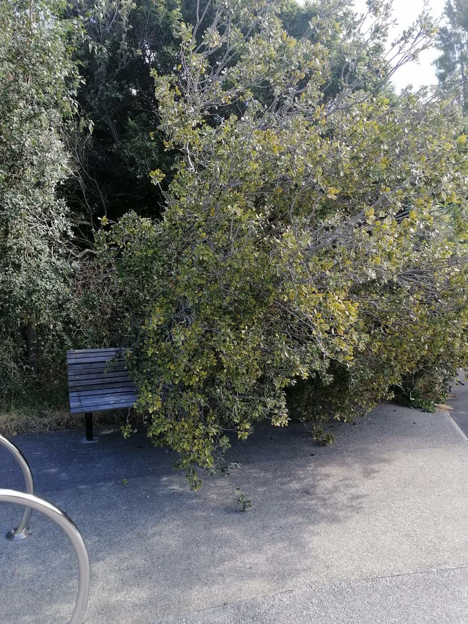The photograph attached to this parks report