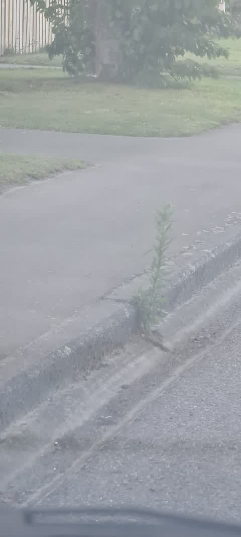 Roading/Streets, a report photo