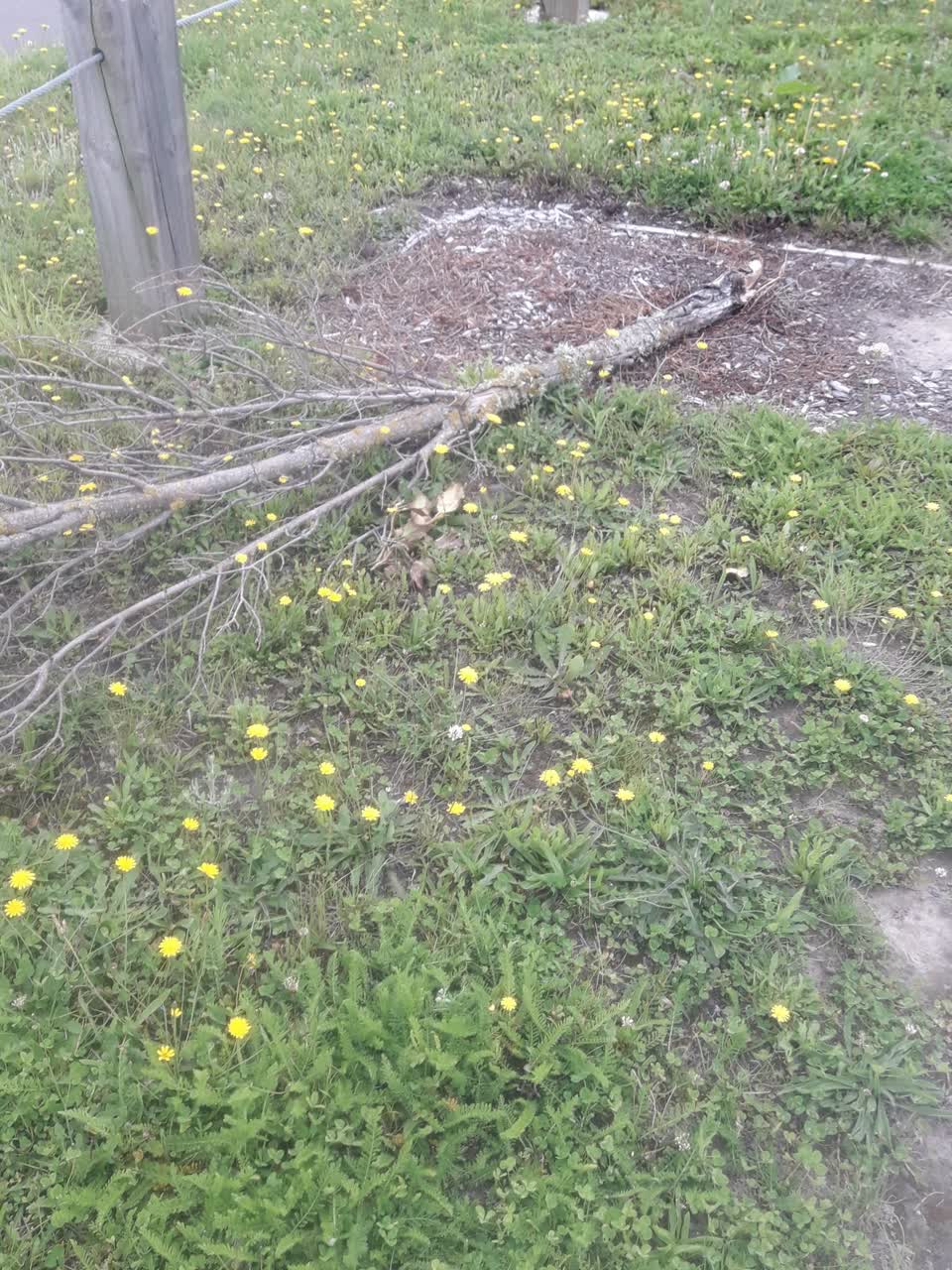 The photograph attached to this parks report