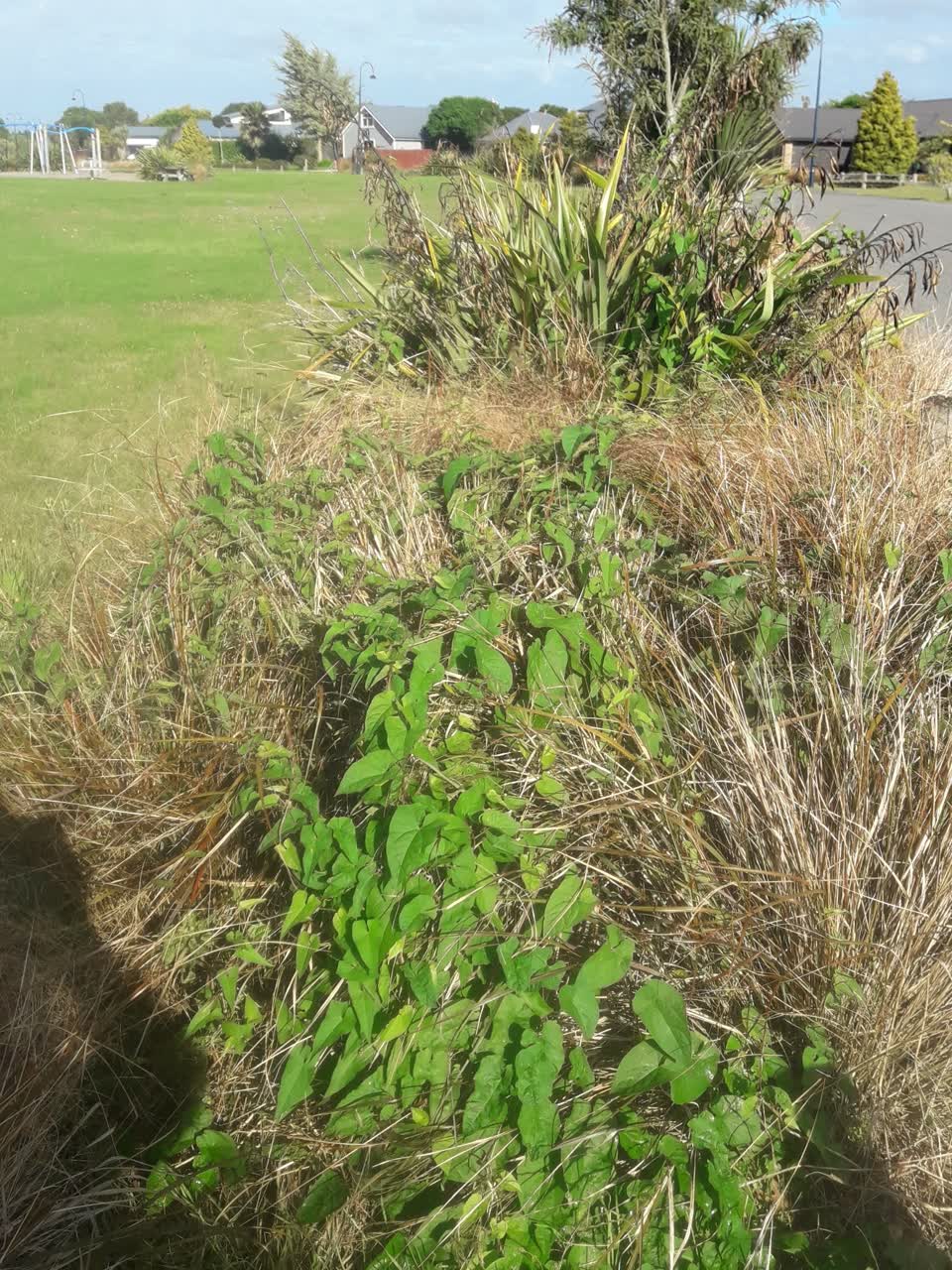 The photograph attached to this parks report