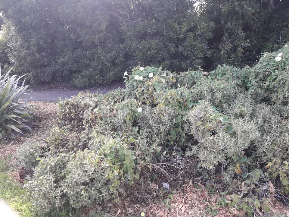 The photograph attached to this parks report