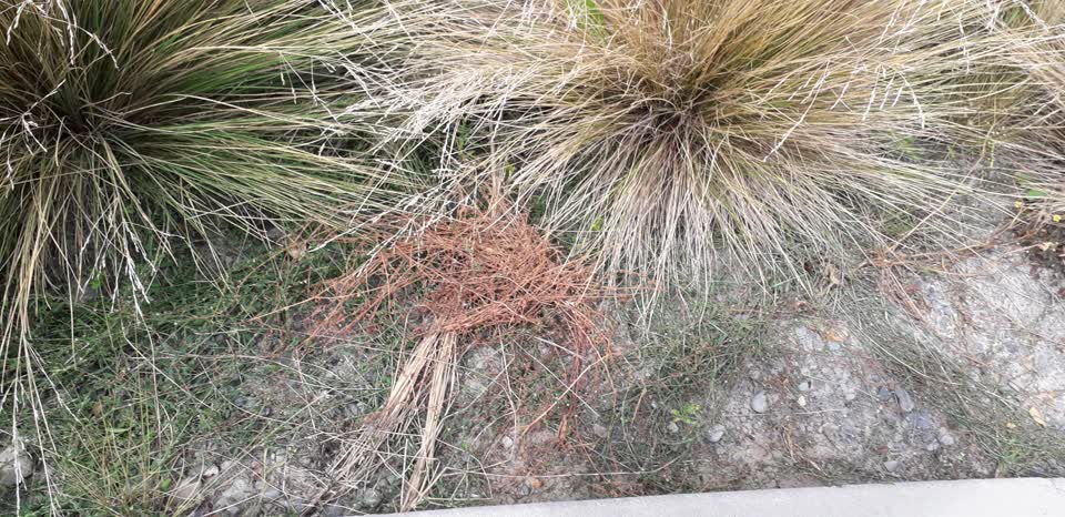 The photograph attached to this parks report
