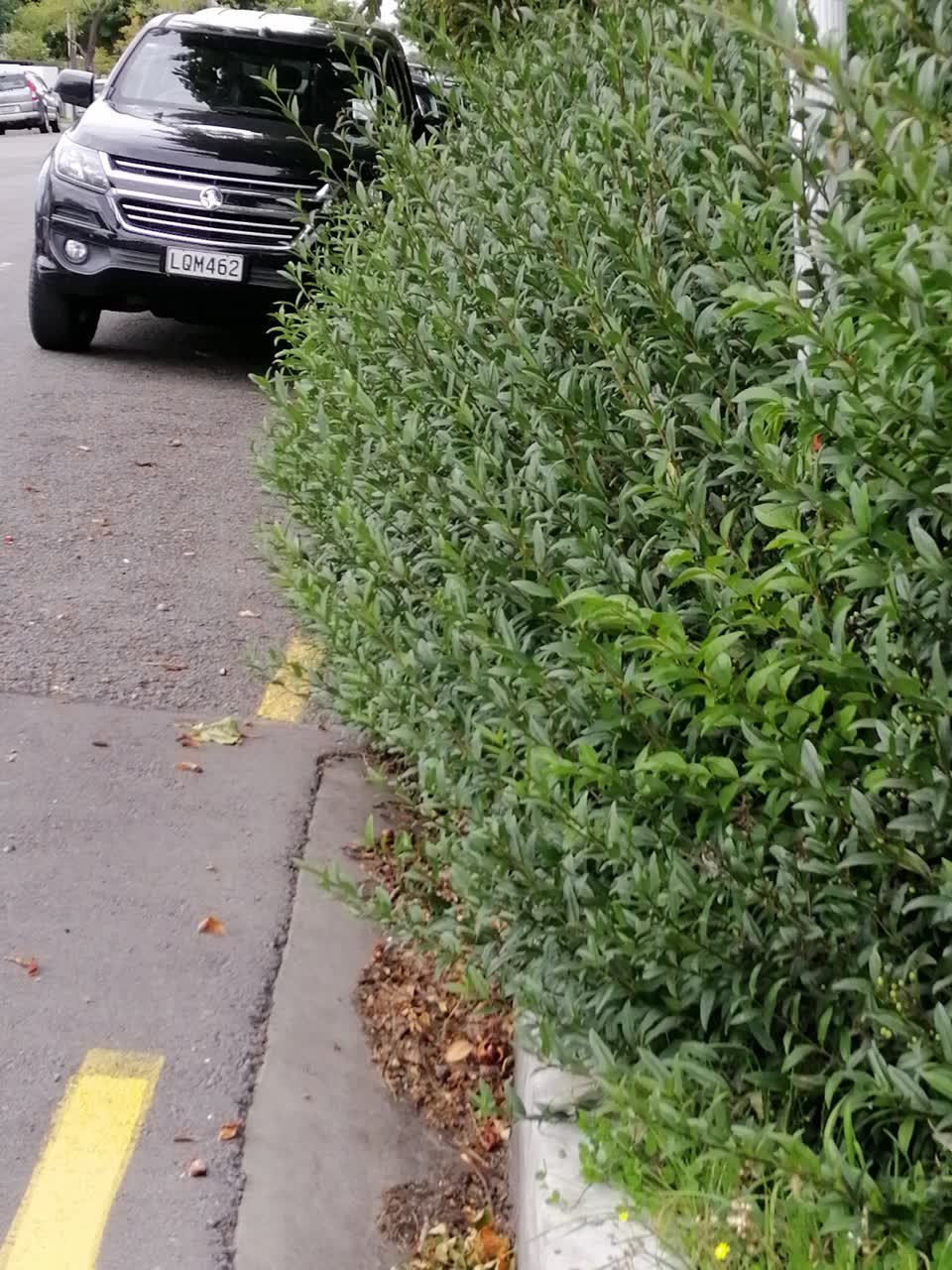The photograph attached to this parks report