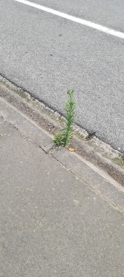 Roading/Streets, a report photo