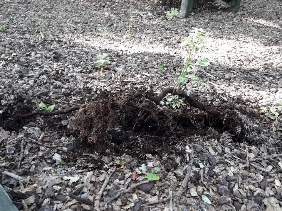 The photograph attached to this parks report