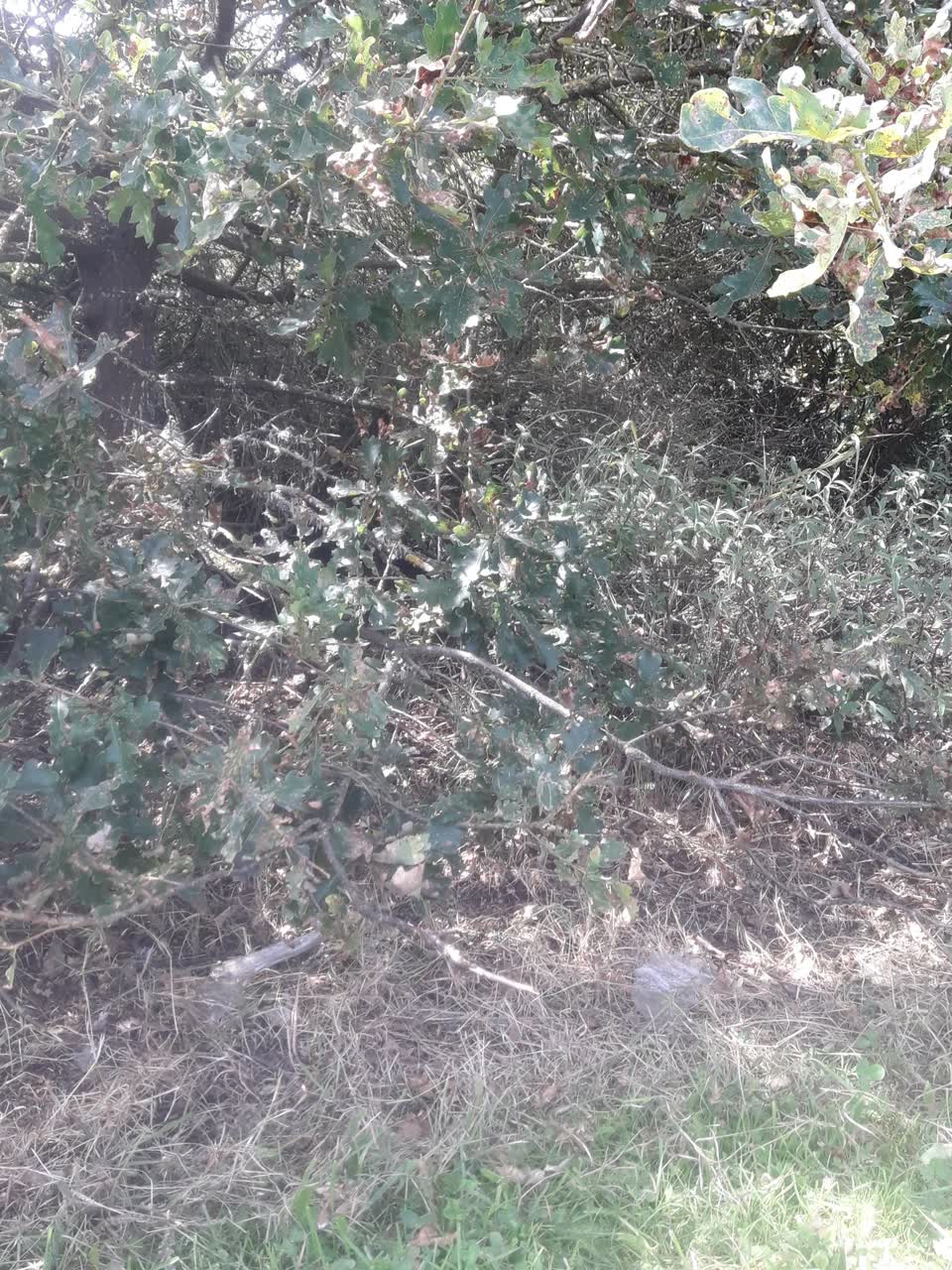 The photograph attached to this parks report