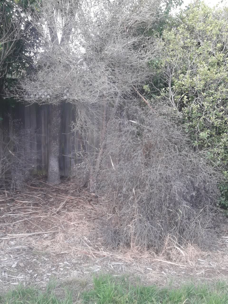 The photograph attached to this parks report