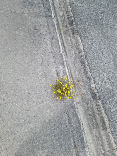 Roading/Streets, a report photo