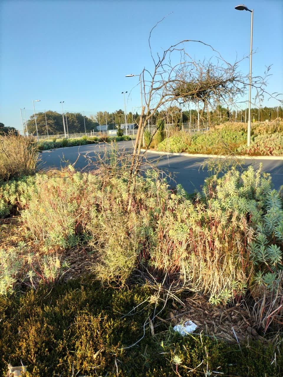The photograph attached to this parks report
