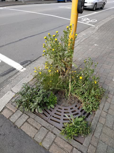 Roading/Streets, a report photo