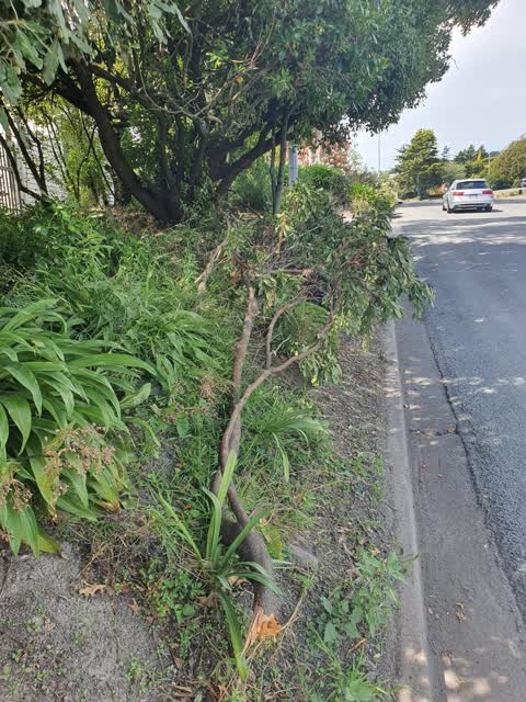 Rubbish/Recycling, a report photo