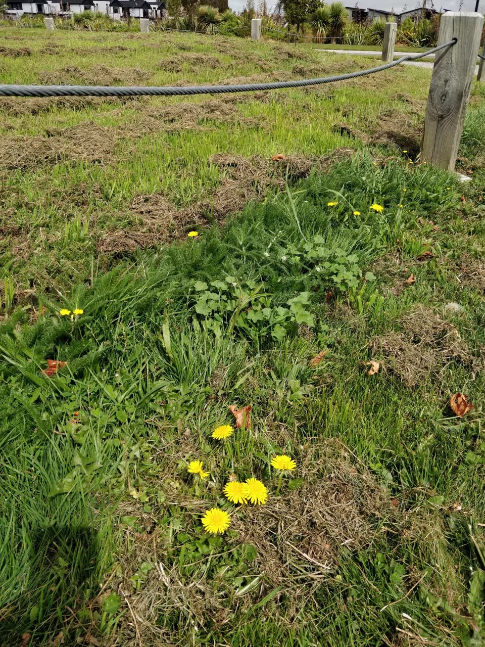 The photograph attached to this parks report