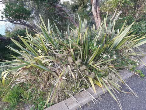 Roading/Streets, a report photo