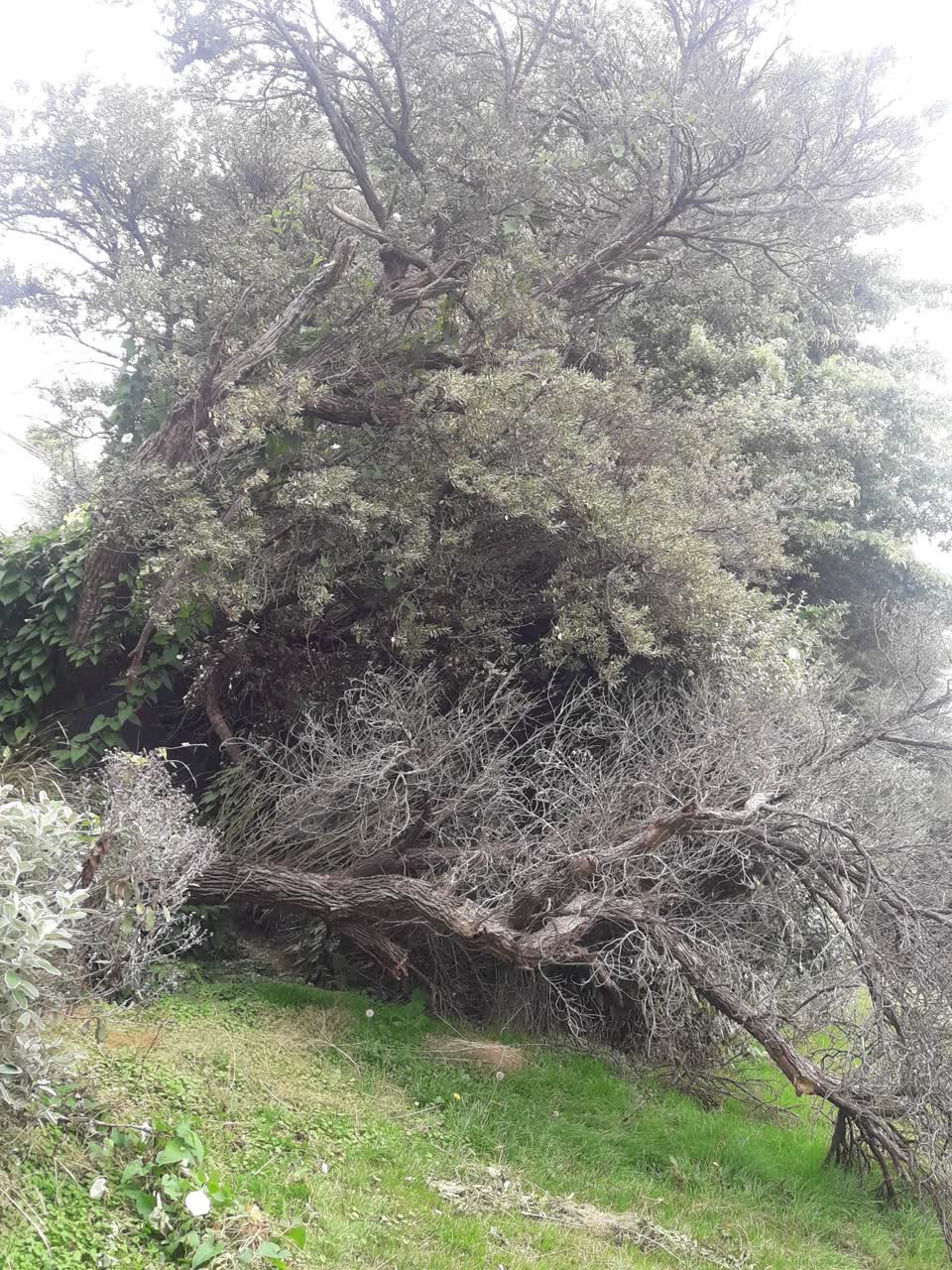 The photograph attached to this parks report