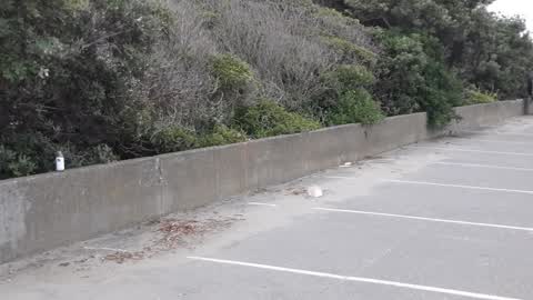 Parks — a report photo