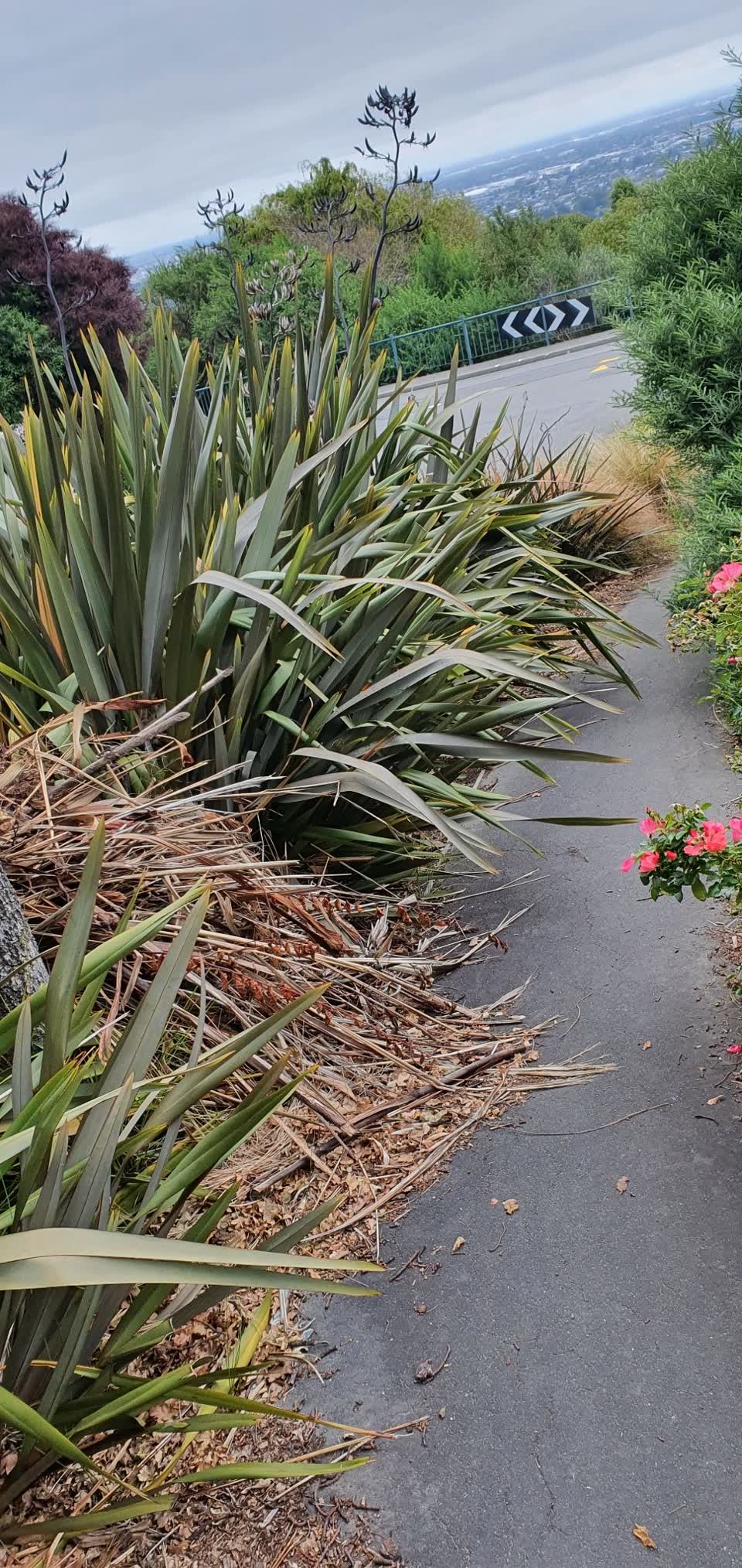 The photograph attached to this parks report