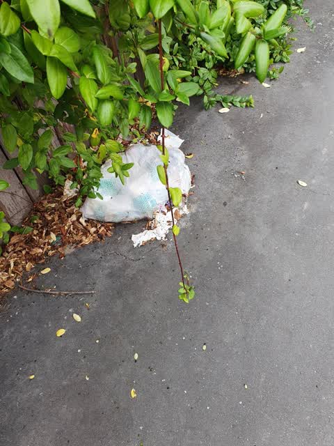 Rubbish/Recycling, a report photo