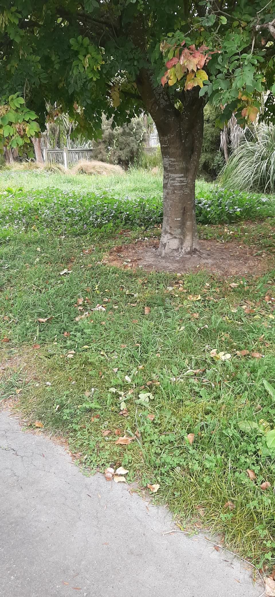 The photograph attached to this parks report