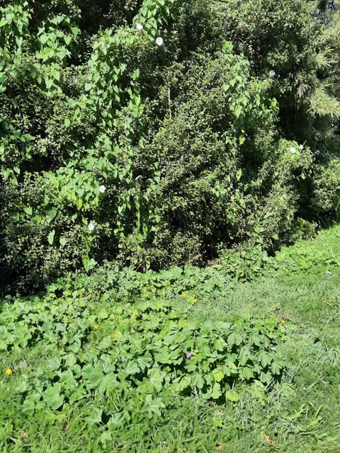 Parks, a report photo