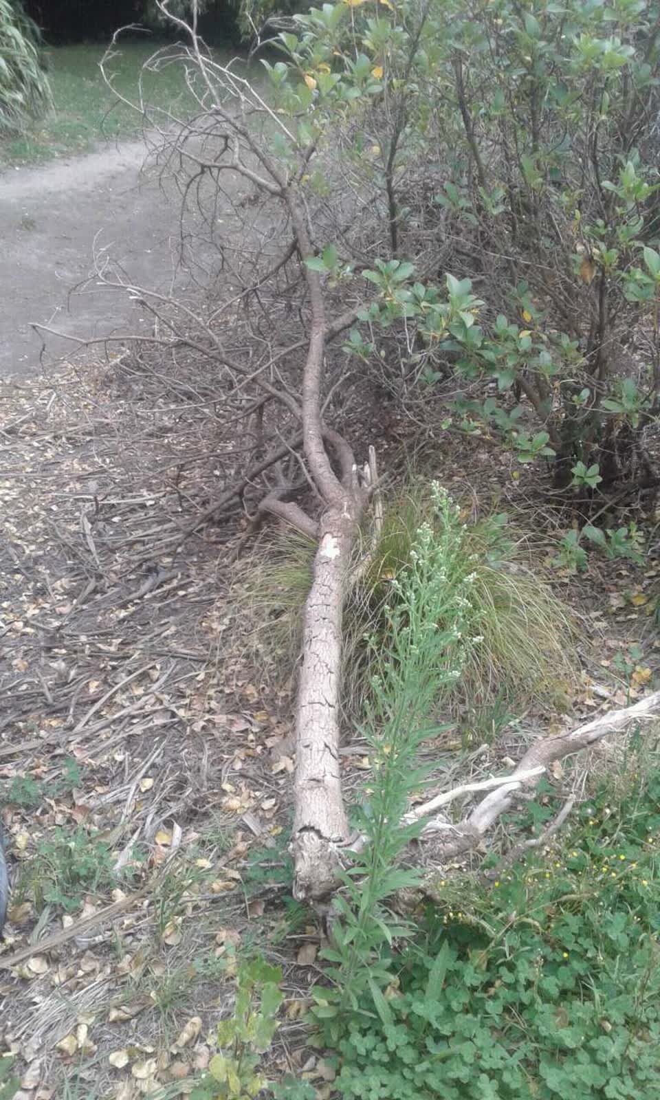 The photograph attached to this parks report