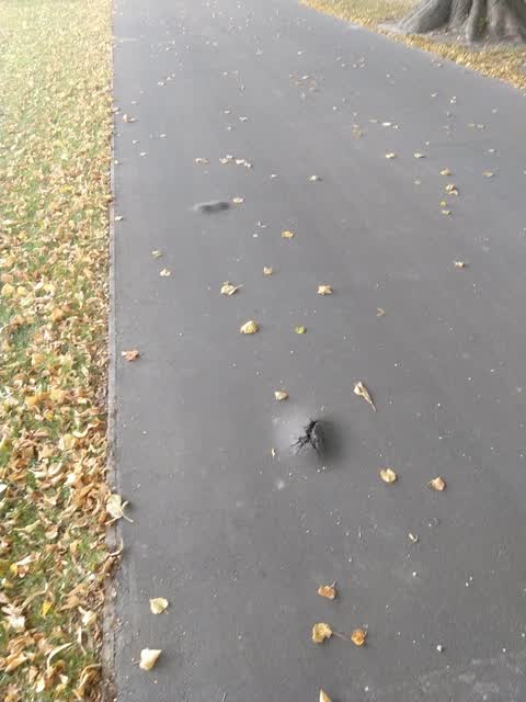 Roading/Streets, a report photo
