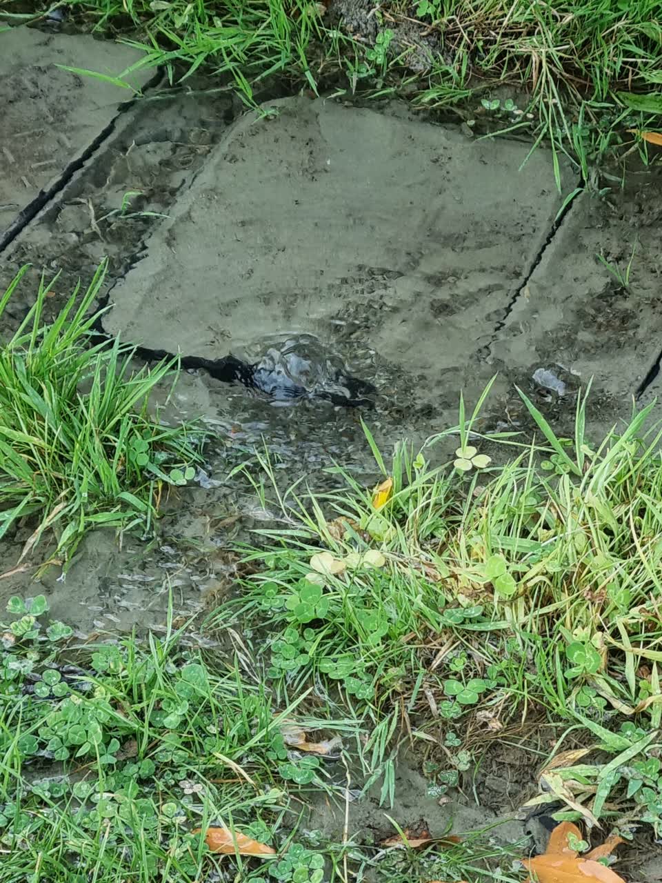 The photograph attached to this water leak report