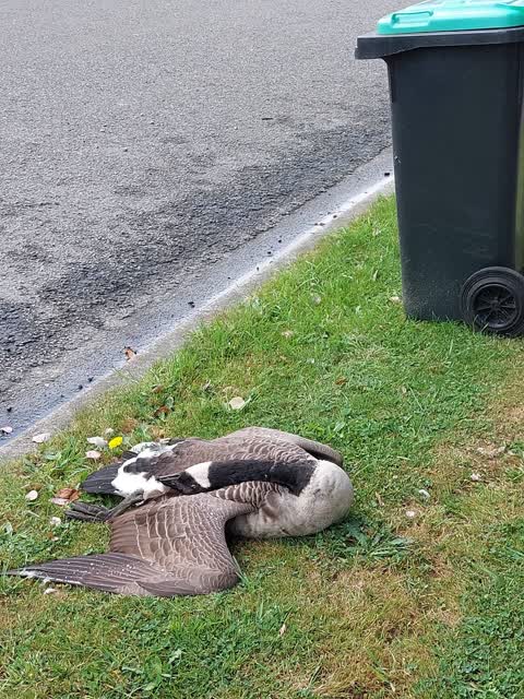 Rubbish/Recycling, a report photo