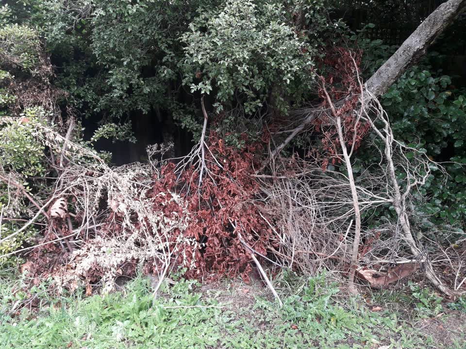 The photograph attached to this parks report