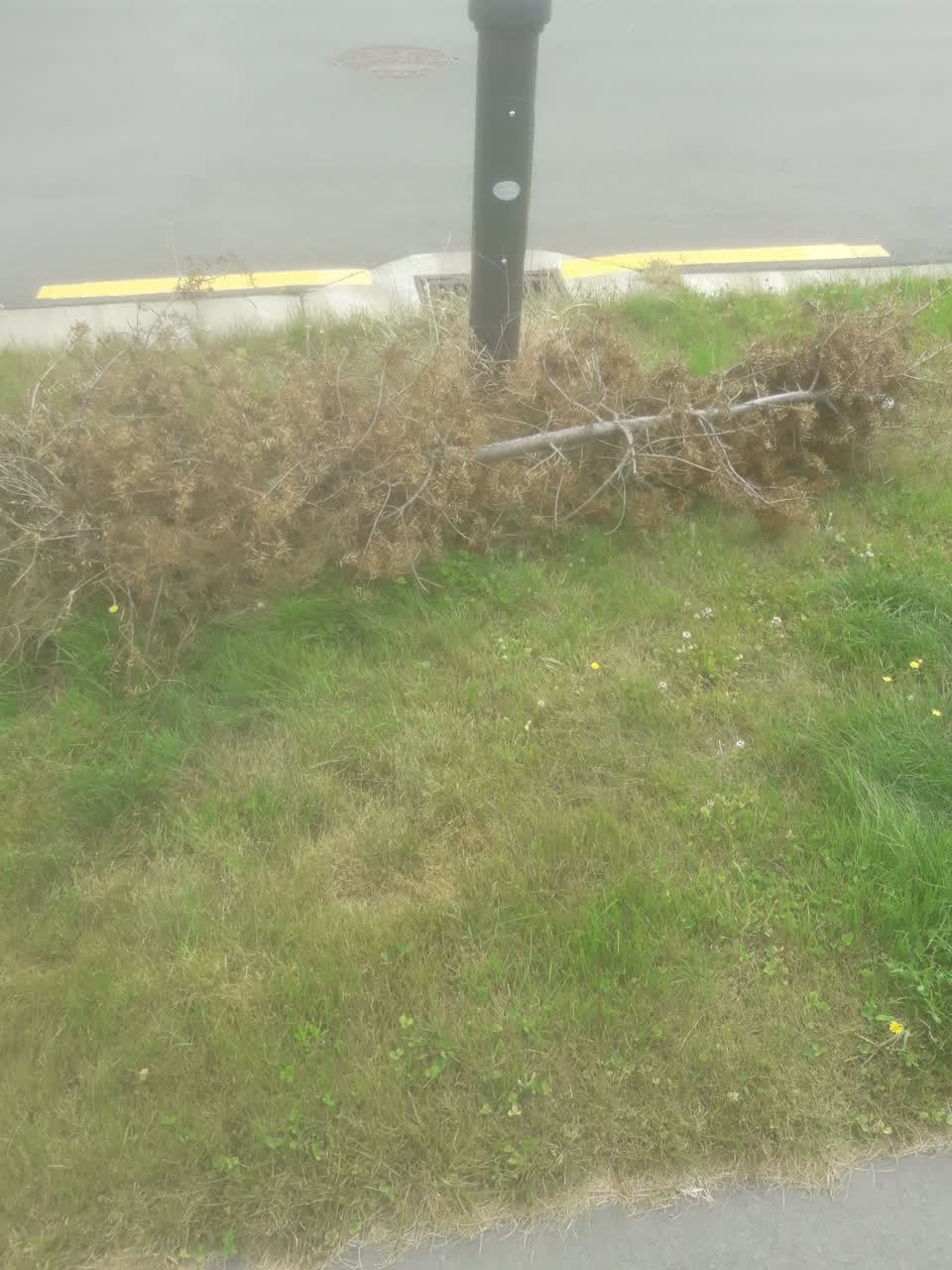 The photograph attached to this parks report