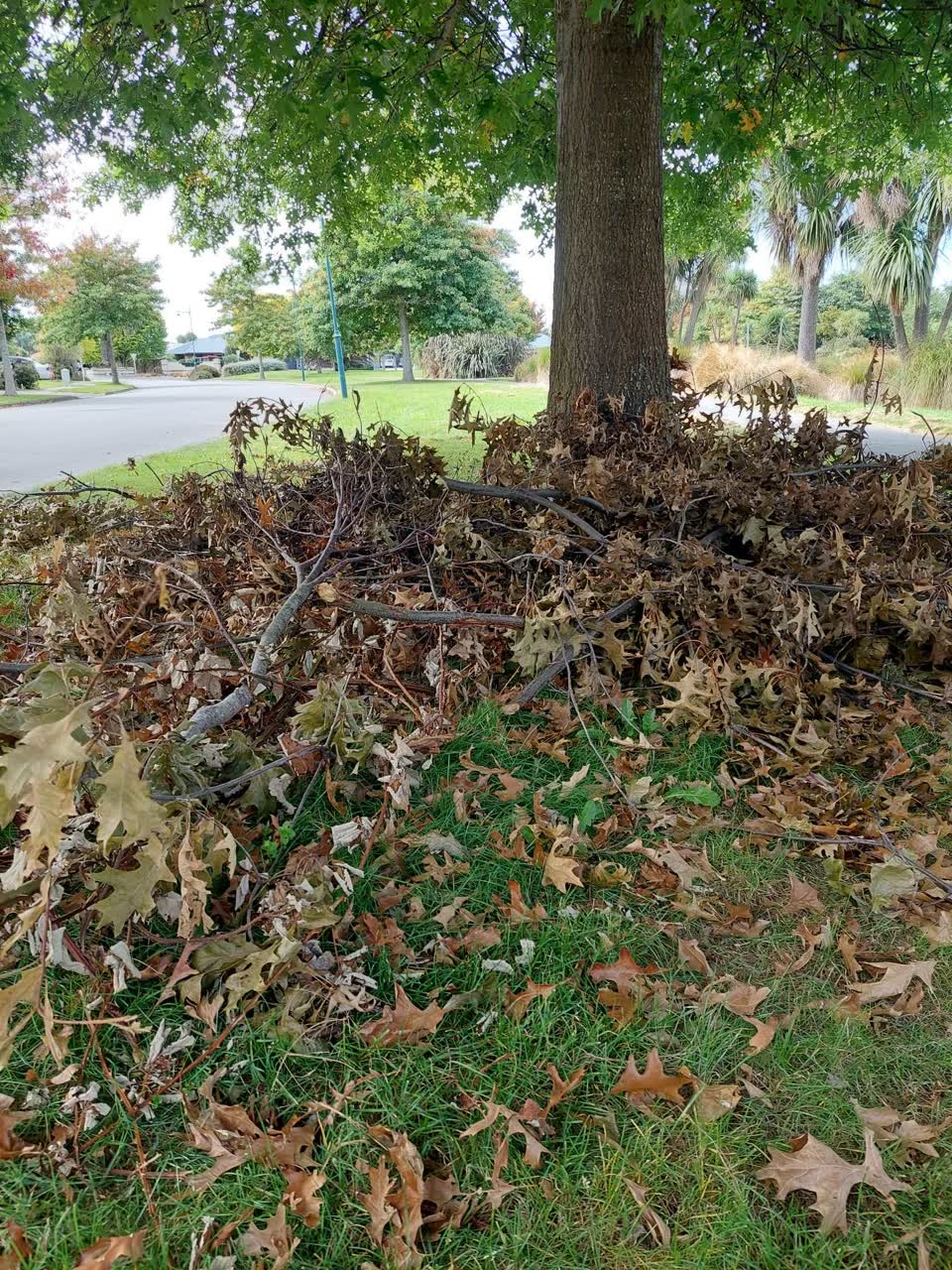 The photograph attached to this parks report