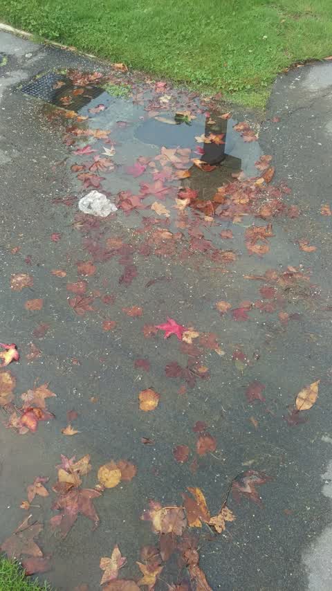 Water Leak, a report photo