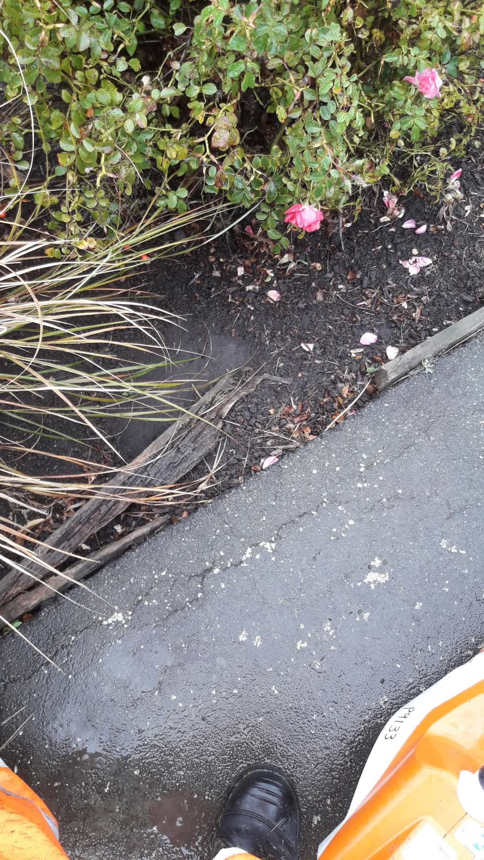The photograph attached to this parks report
