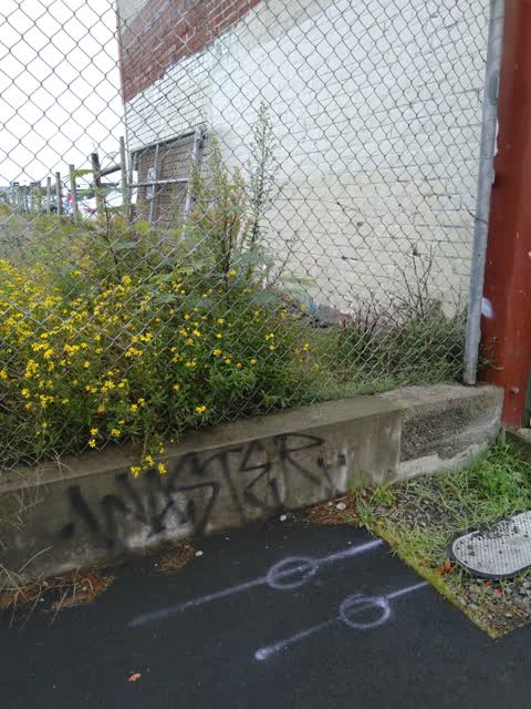 Graffiti, a report photo
