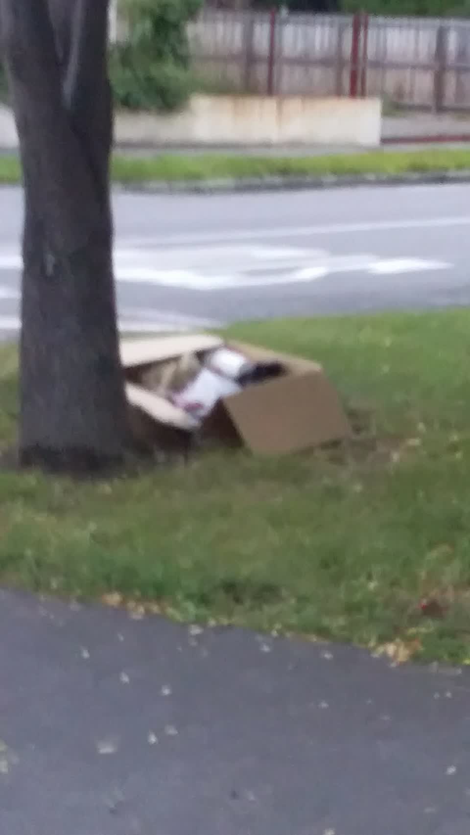 The photograph attached to this rubbish/recycling report