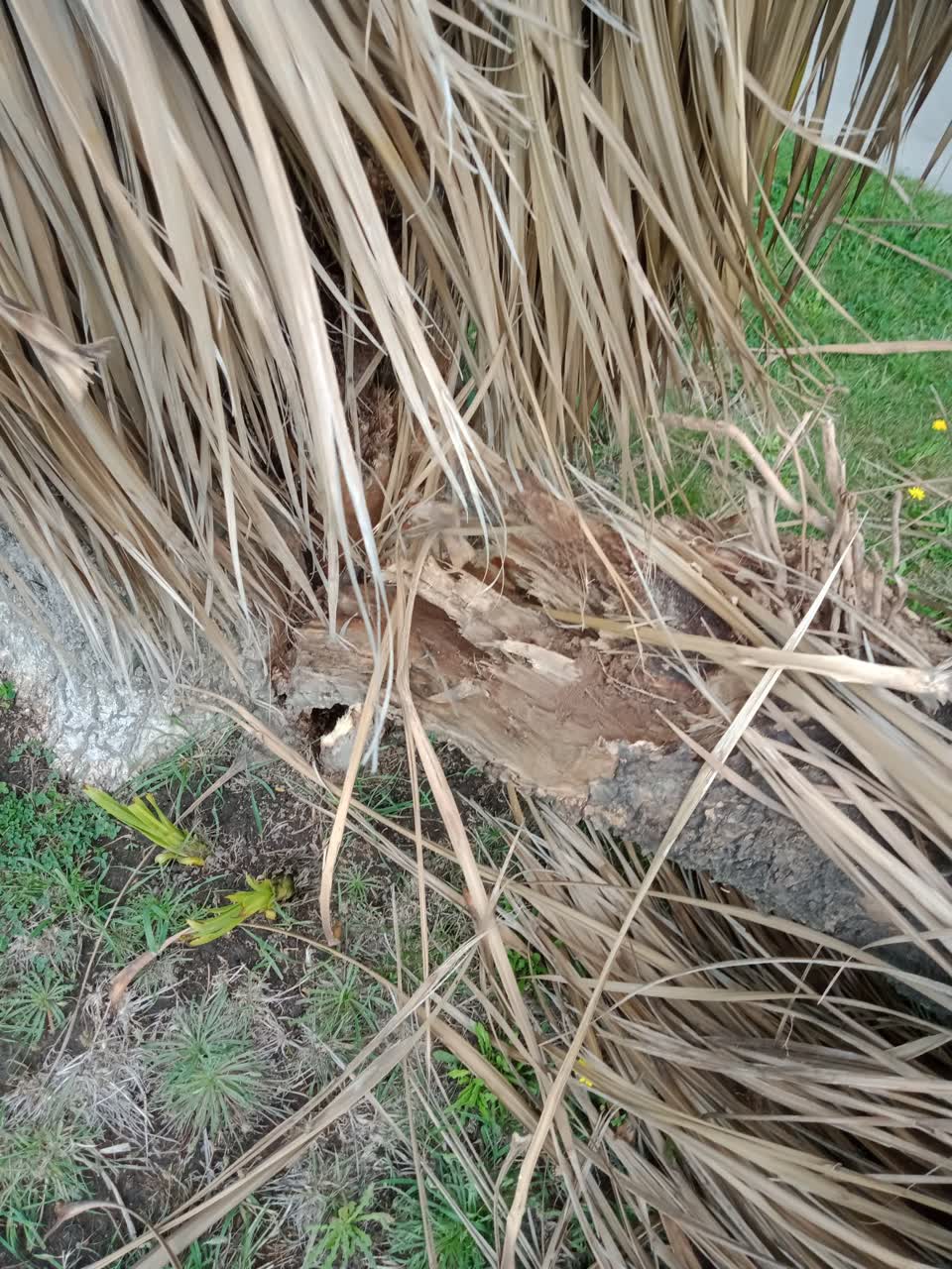 The photograph attached to this parks report
