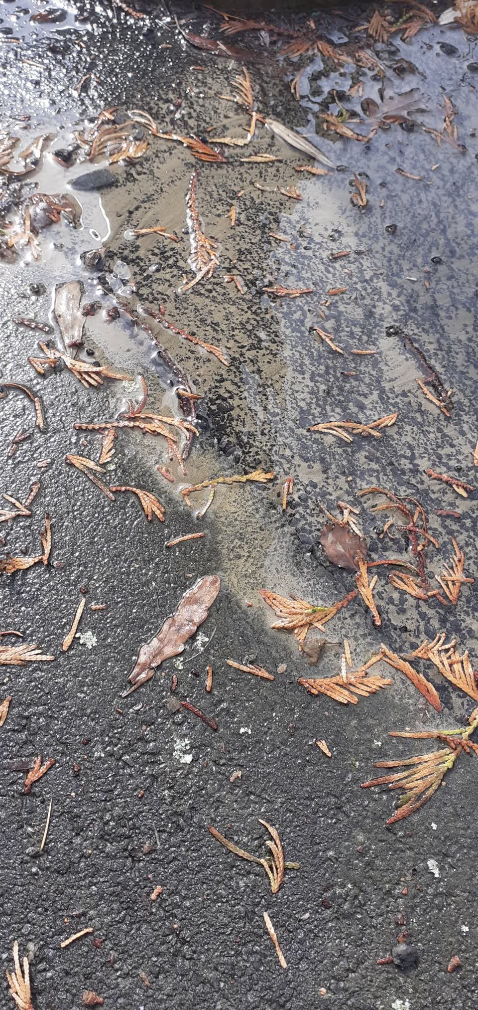 The photograph attached to this water leak report