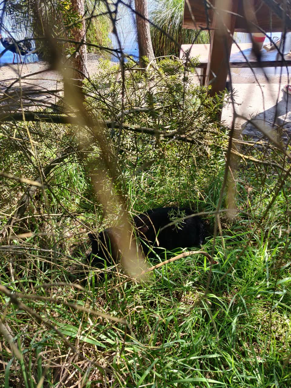 The photograph attached to this parks report