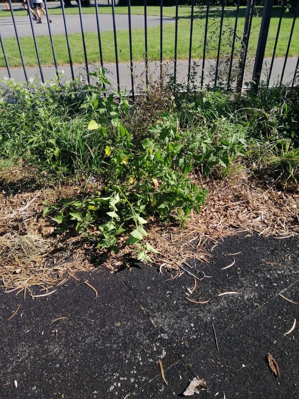 The photograph attached to this parks report