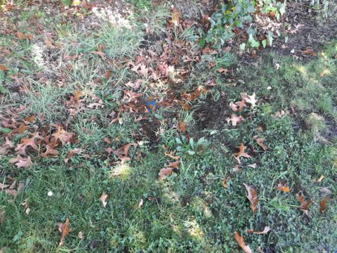 Water Leak, a report photo