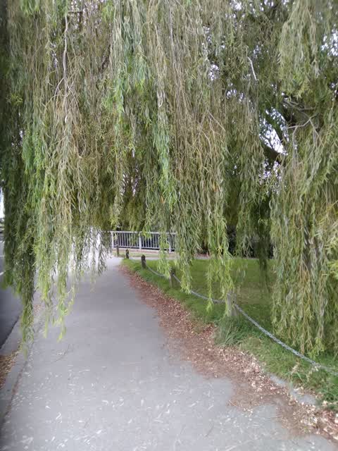 Roading/Streets, a report photo