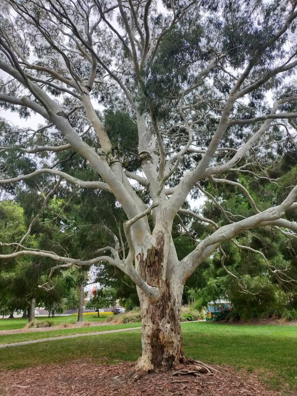 The photograph attached to this parks report