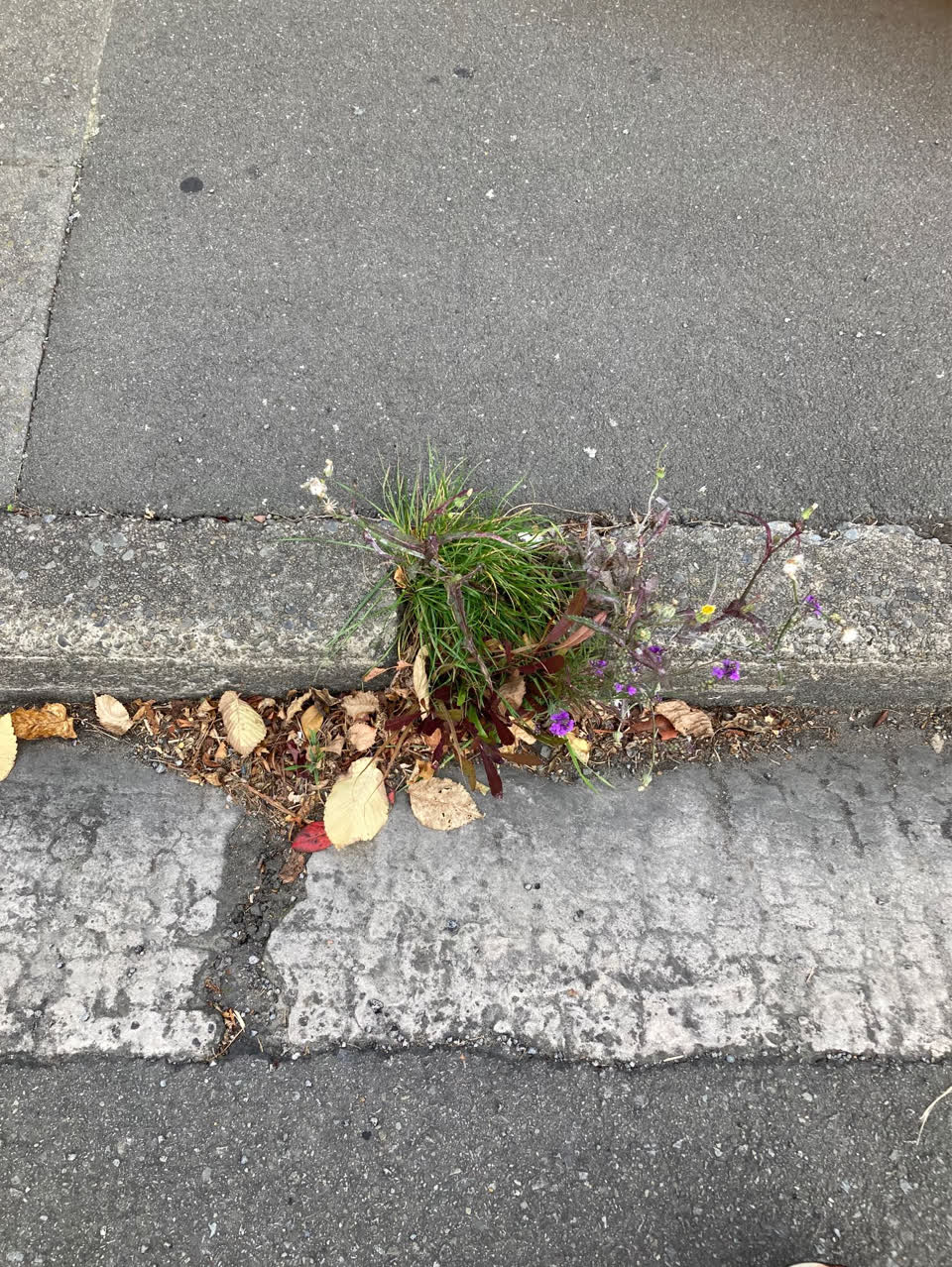 The photograph attached to this wastewater/stormwater report