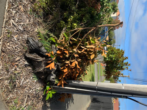 Rubbish/Recycling, a report photo