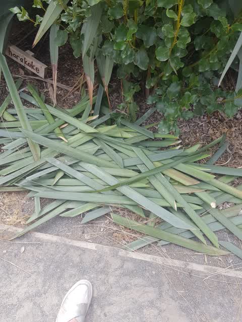 Rubbish/Recycling, a report photo