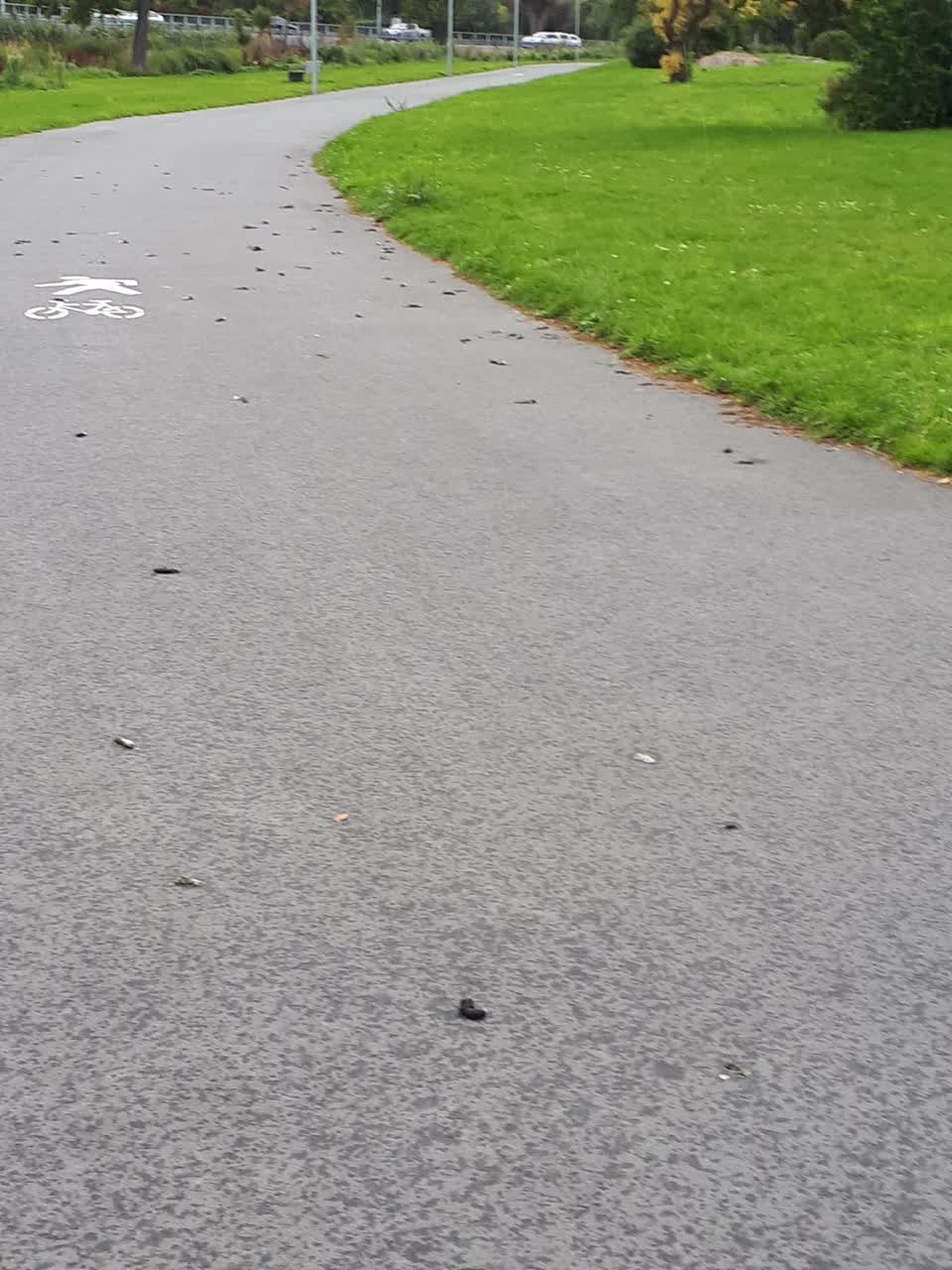 The photograph attached to this parks report