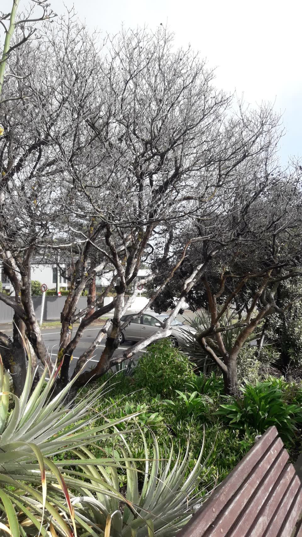 The photograph attached to this parks report