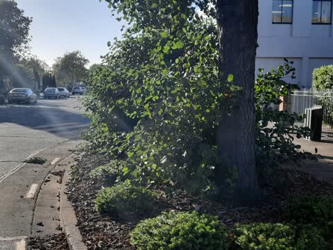 Roading/Streets, a report photo